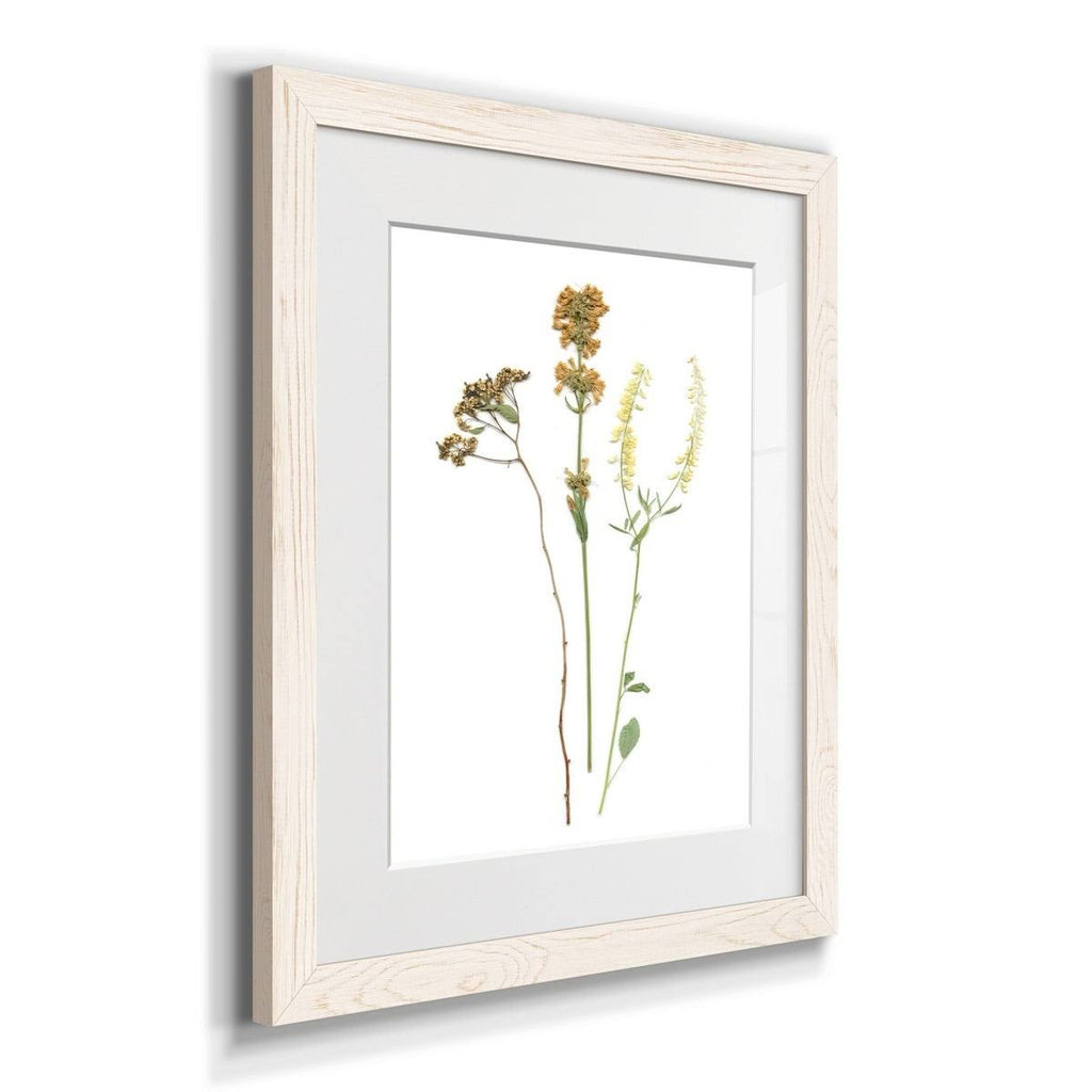 Walnut Framed Print B35164