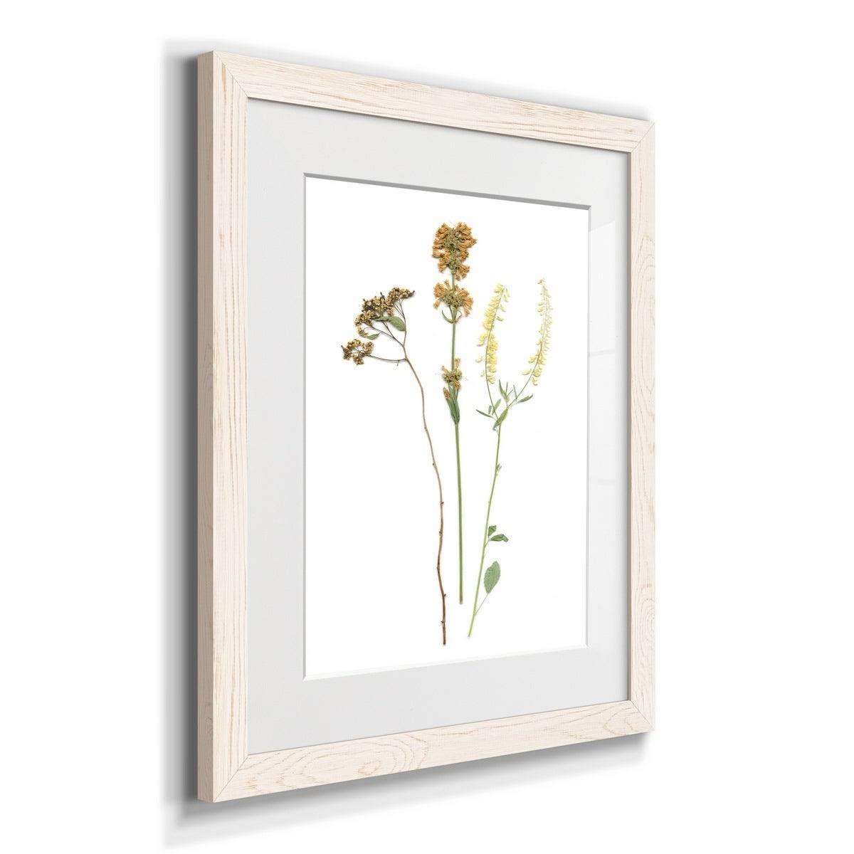 Walnut Framed Print B35164