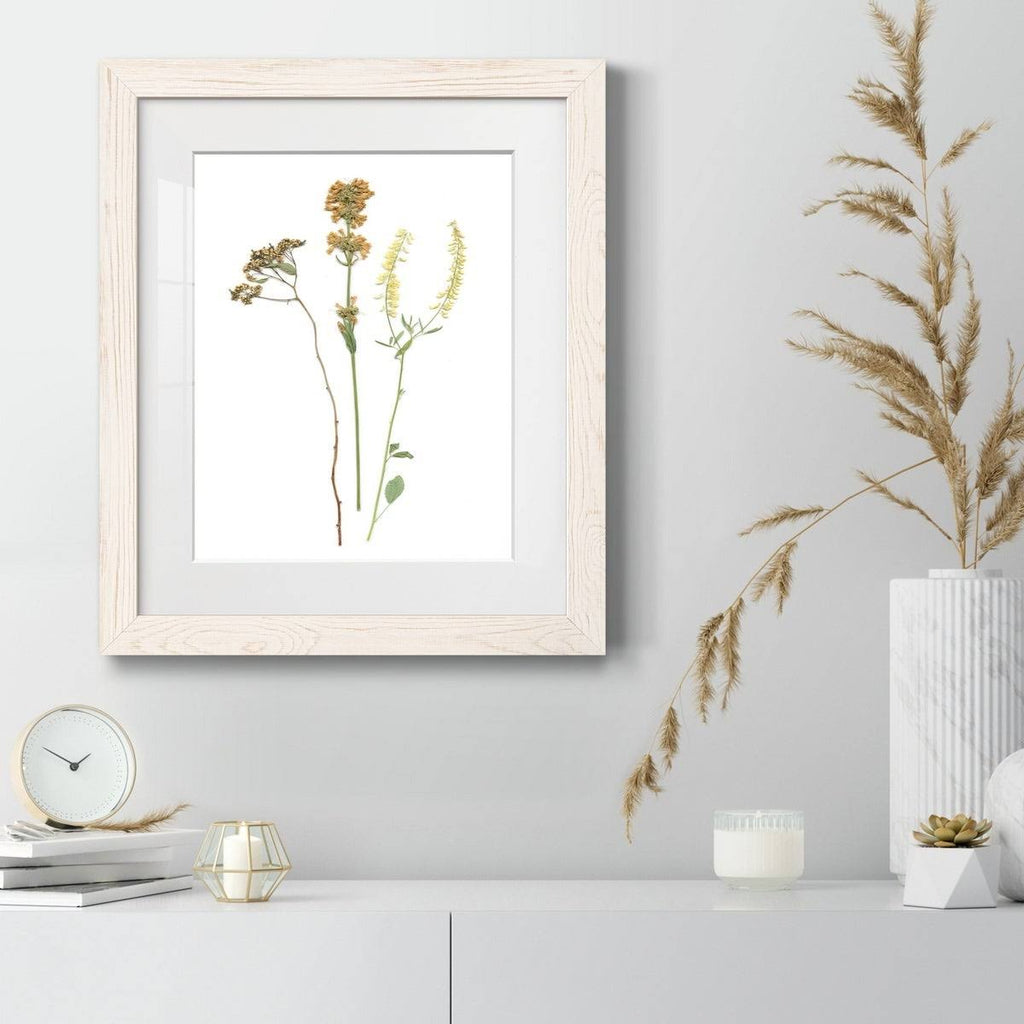 Walnut Framed Print B35164