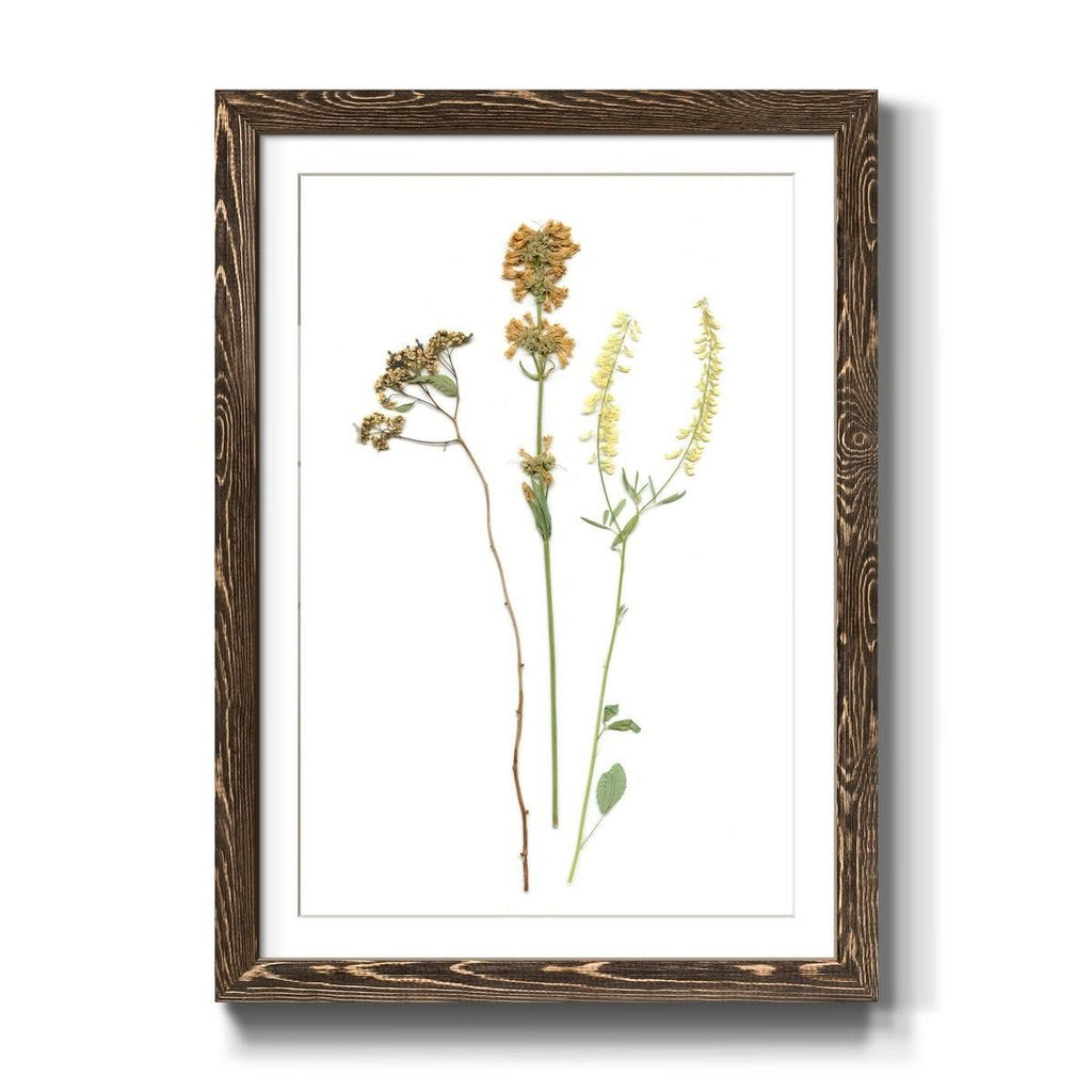 Walnut Framed Print B35164