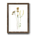 Walnut Framed Print B35164