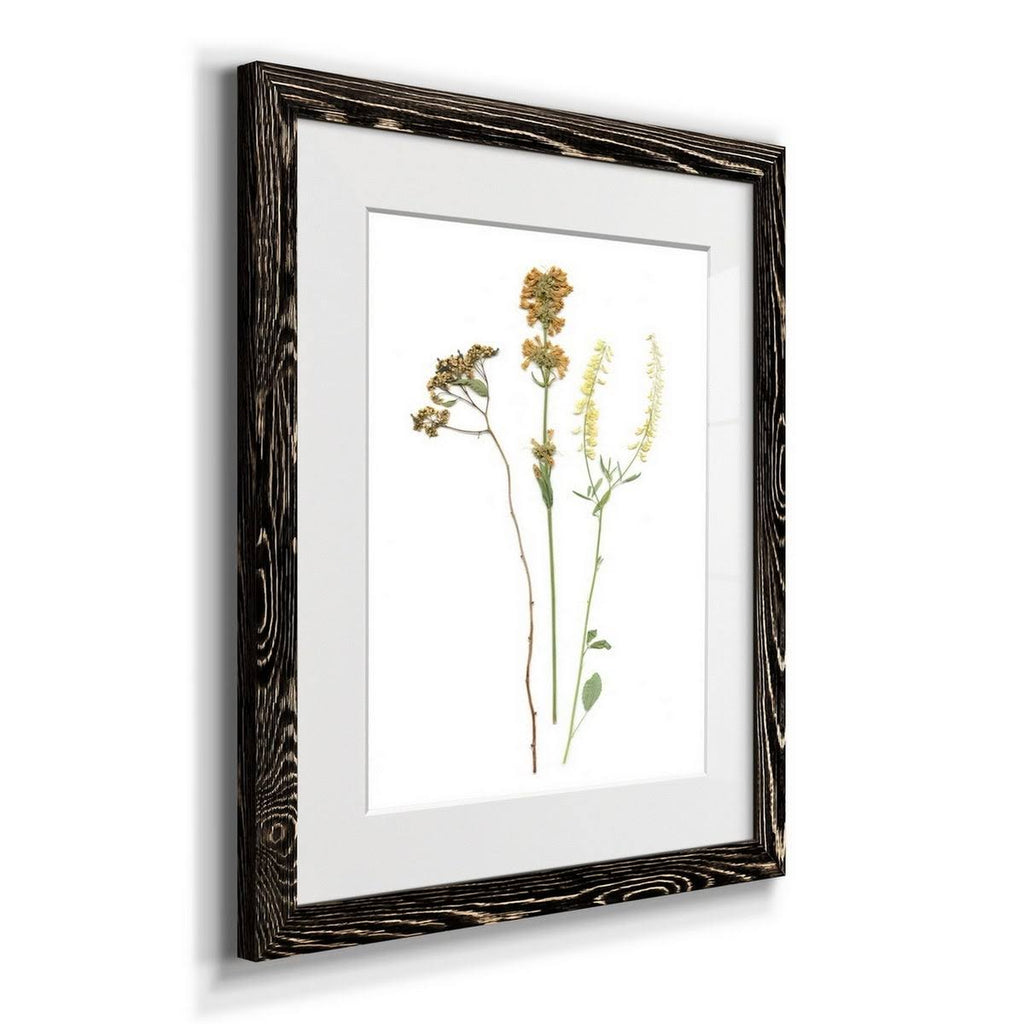 Walnut Framed Print B35164