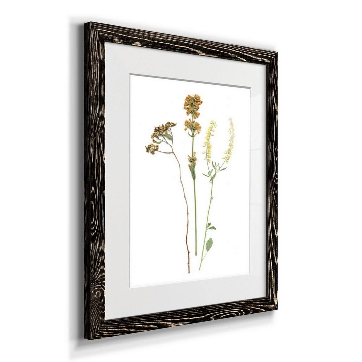 Walnut Framed Print B35164