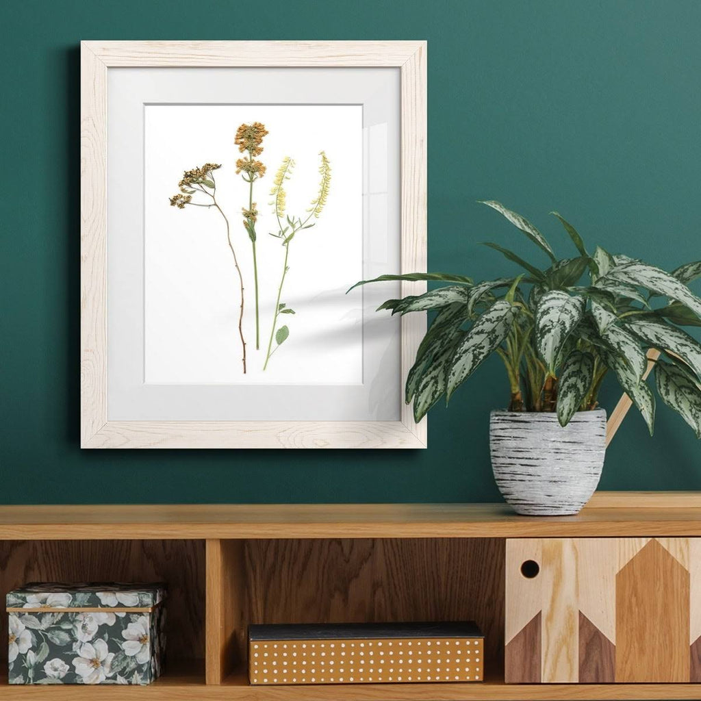 Walnut Framed Print B35164