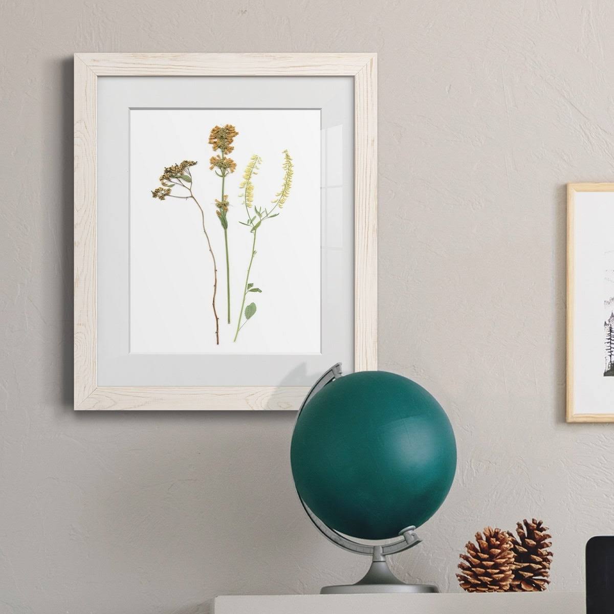 Walnut Framed Print B35164